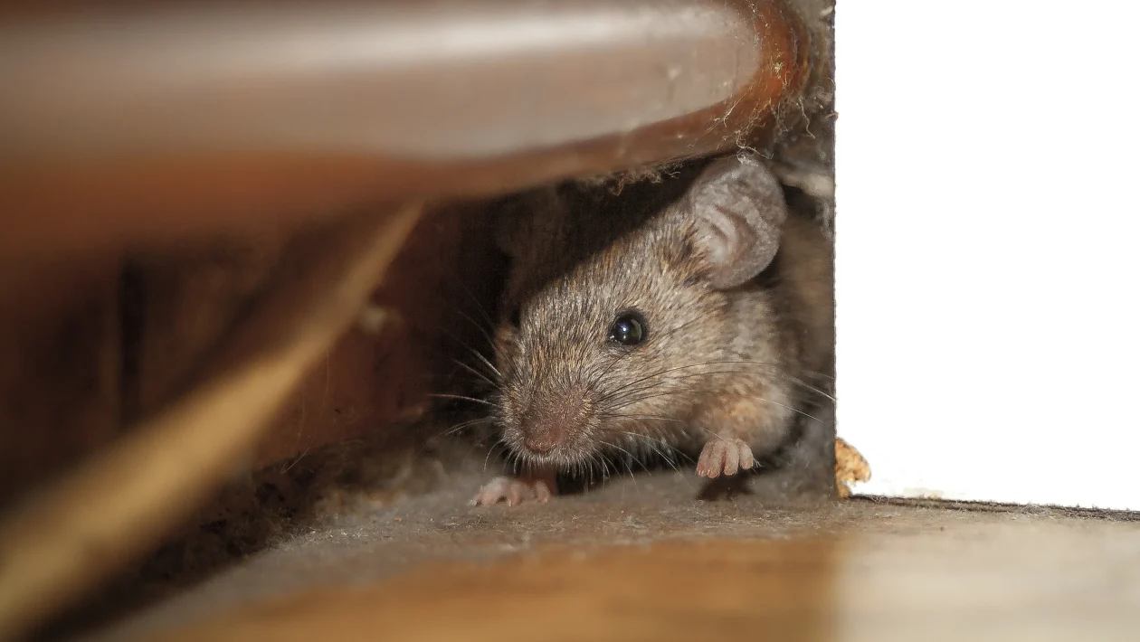 ratten