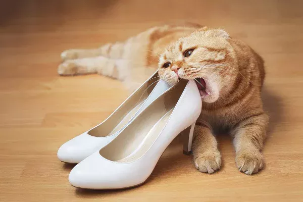 kat
