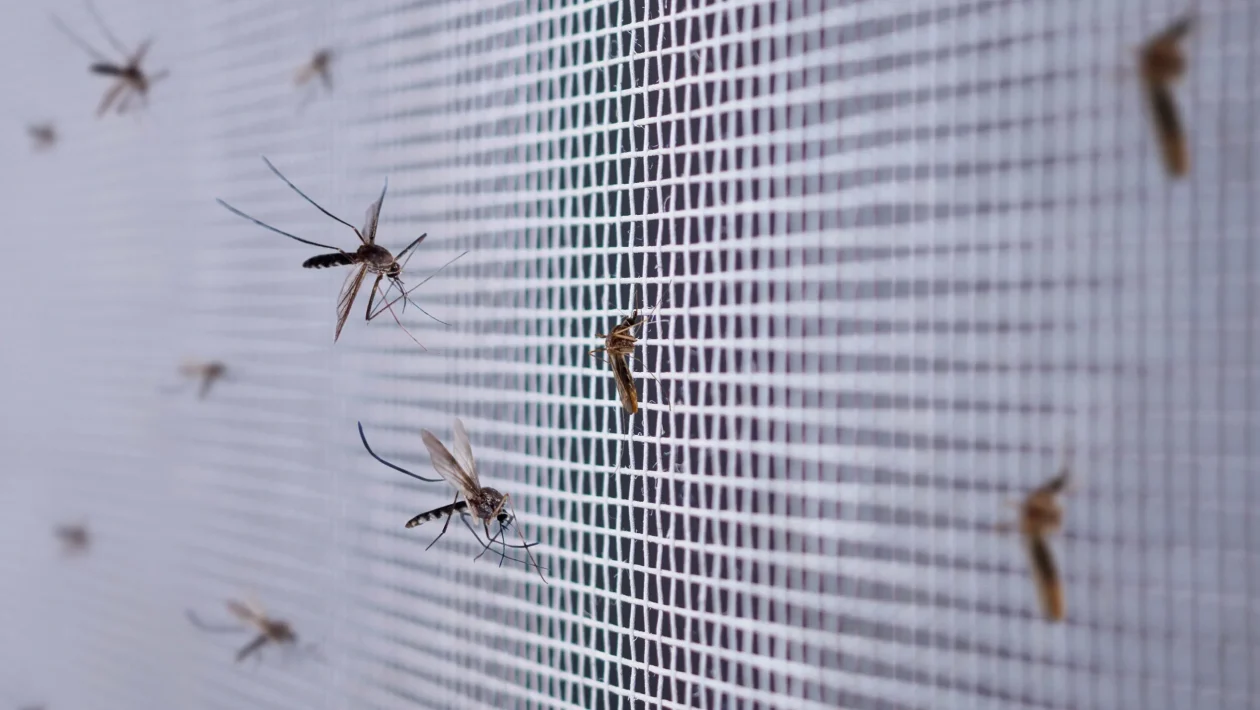 insecten