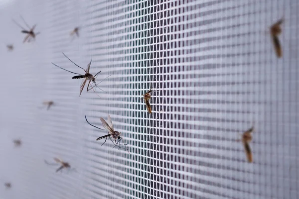 insecten