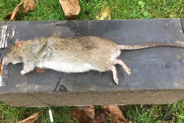 rat