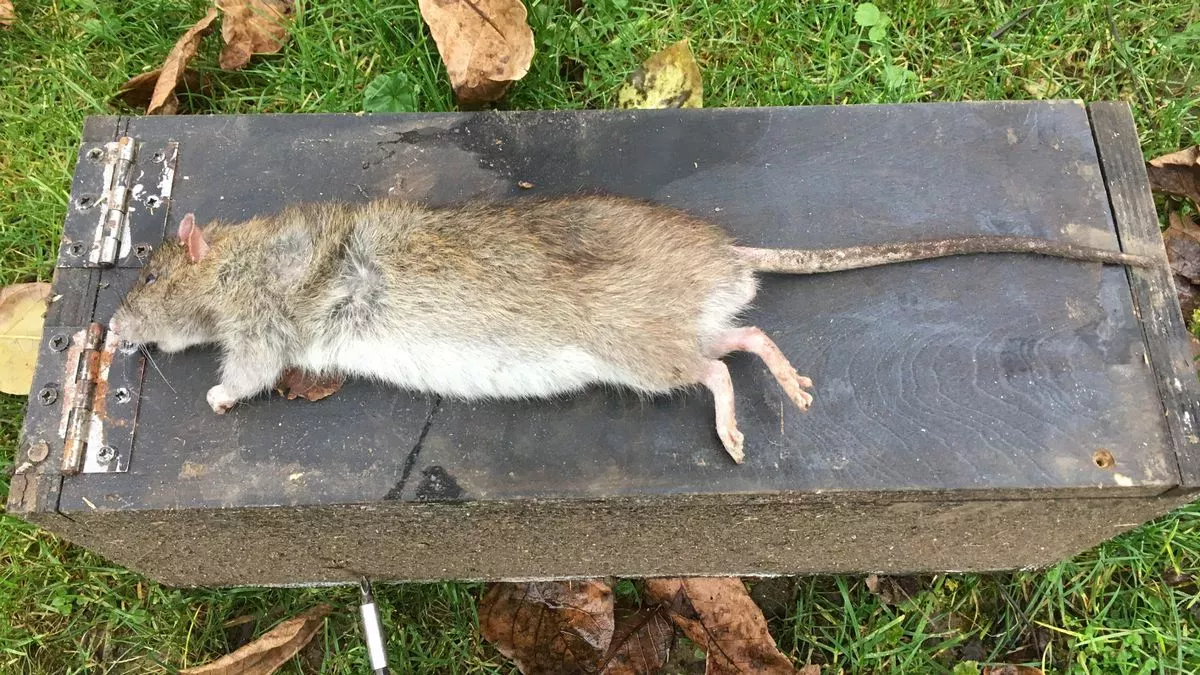 rat