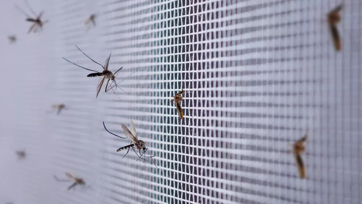 insecten