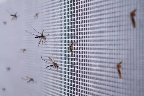insecten