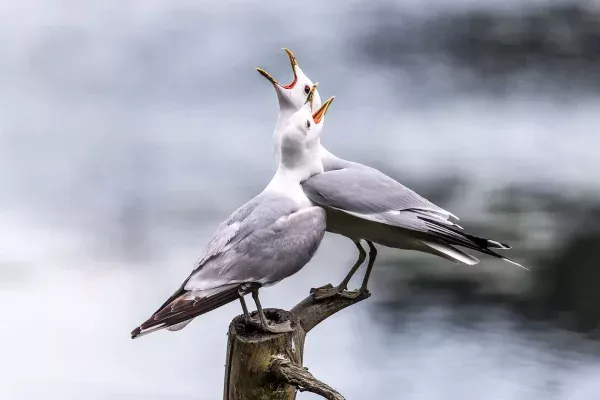 meeuwen