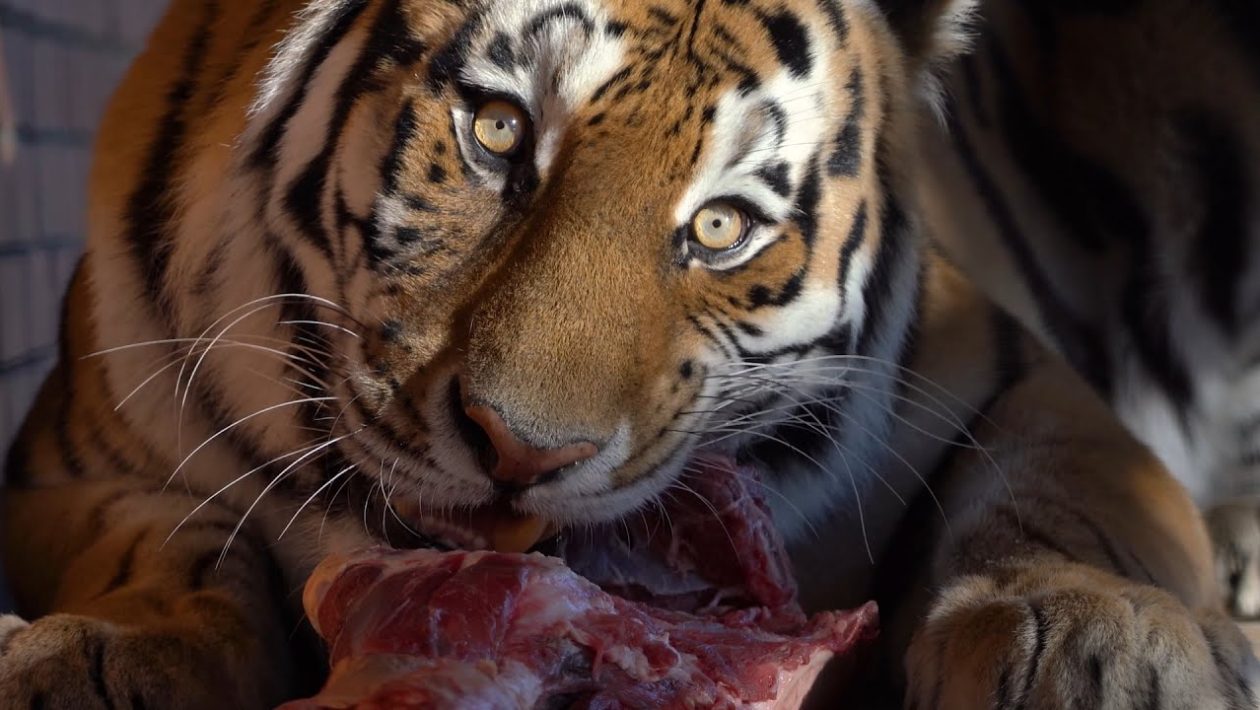 dierentuin