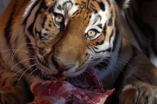 dierentuin