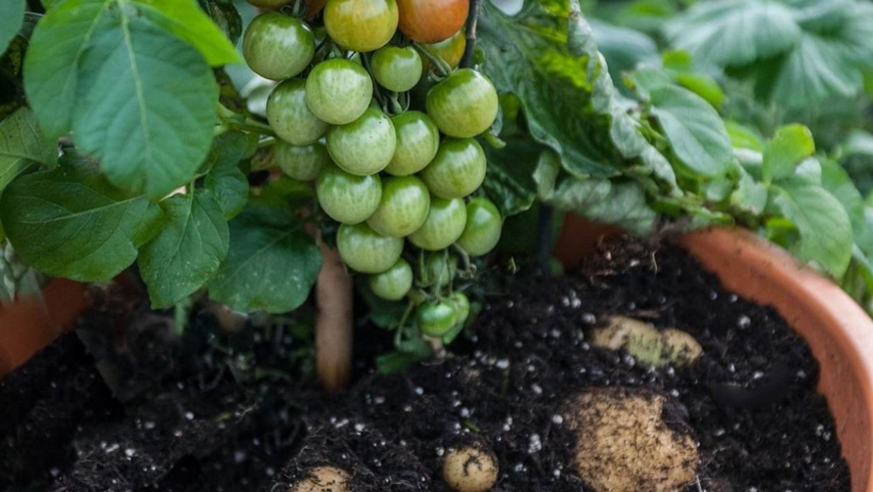 Aardappelen