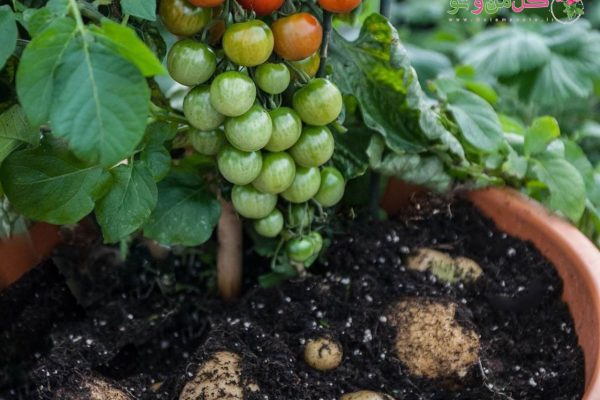 Aardappelen